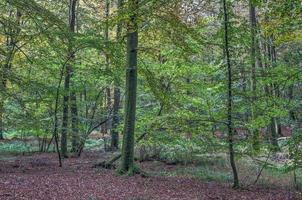 prachtig uitzicht in een dicht groen bos met fel zonlicht dat diepe schaduw werpt foto