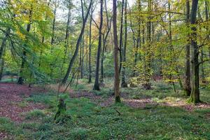 prachtig uitzicht in een dicht groen bos met fel zonlicht dat diepe schaduw werpt foto