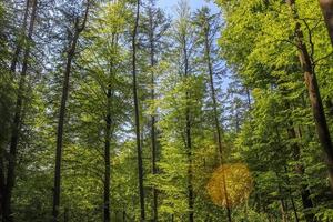 prachtig uitzicht in een dicht groen bos met fel zonlicht dat diepe schaduw werpt foto