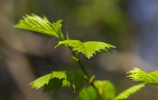 vers bladeren Bij een boom Afdeling in lente met een zacht bokeh achtergrond. foto