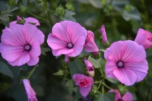 roze bloemen van lavatera detailopname in de avond zomer tuin. lavatera wild roos in zomer. foto