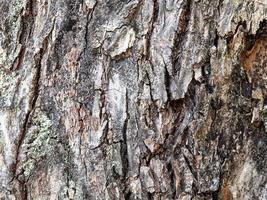 ongelijk schors Aan oud romp van appel boom dichtbij omhoog foto