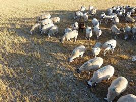 groot groep van Brits lam en schapen Bij boerderijen, drone's hoog hoek visie Bij bedfordshire Engeland foto