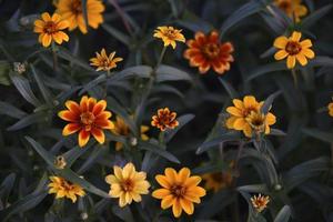 klein bloemen van zinnia smalbladig Aan een struik in de tuin. geel bloemen van cynia in zomer. foto