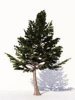 bomen geïsoleerd Aan wit achtergrond, tropisch bomen geïsoleerd gebruikt voor ontwerp, reclame en architectuur. 3d renderen foto