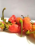 rood heet Chili geïsoleerd Aan een wit achtergrond. Chili is een fruit en fabriek lid van de geslacht paprika. de fruit kan worden geclassificeerd net zo of een groente of een kruid, afhankelijk Aan hoe het is gebruikt. foto