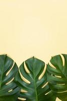mooie tropische palm monstera bladeren tak geïsoleerd op pastel gele achtergrond, bovenaanzicht, plat lag, overhead boven zomer schoonheid leeg ontwerpconcept. foto