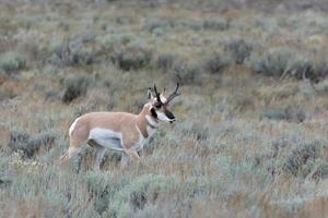 pronghorn, antilocapra americana, in yellowstone nationaal park foto