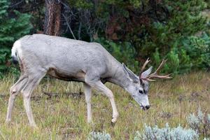 muilezel hert, odocoileus hemionus, in Wyoming foto