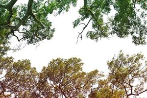 boom takken natuur met dag lucht foto