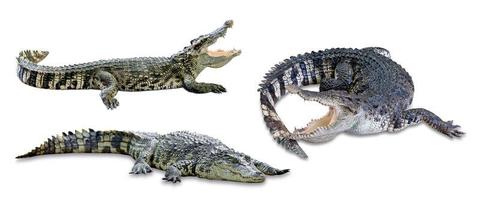collectie krokodil geïsoleerd op witte achtergrond foto