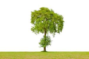 groen boom met gazon geïsoleerd Aan wit achtergrond foto