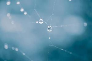 druppels op het spinnenweb in regenachtige dagen foto