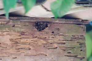 een zwerm van bijen nest in een oud houten krat foto