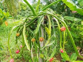 drakenfruit in de tuin foto