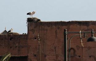 ooievaars en hun nesten Aan top van gebouwen in marrakech, Marokko foto