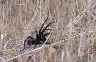 detailopname van tarantula in de wild in Californië foto