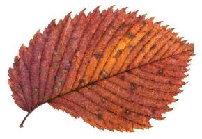 bont rood herfst blad van iep boom geïsoleerd foto