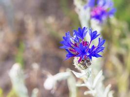 blauw korenbloem Aan weide in cappadocia foto