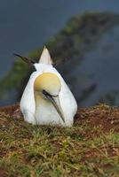 noordelijke granaat op de rode rots - morus bassanus, foto