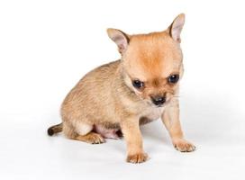 chihuahua pup op witte achtergrond foto