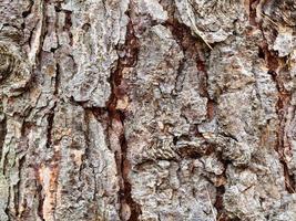 gebarsten schors Aan volwassen romp van lariks boom foto