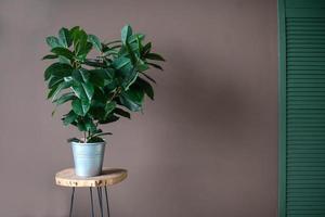 een single kamerplant in een pot Aan de achtergrond van een bruin muur in een appartement in een huis interieur. foto