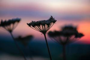 een mooi weide met wilde bloemen en planten Aan de achtergrond van een helder zonsondergang lucht. bokeh. silhouetten van wild gras en bloemen. natuur achtergrond in zomer. foto