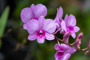 orchideebloem die in de tuin bloeit foto