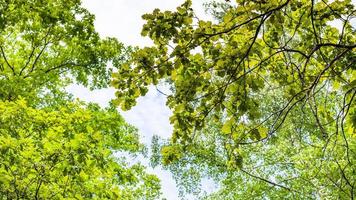 panoramisch visie van groen Afdeling van gemeenschappelijk eik boom foto