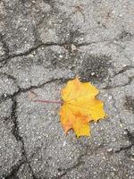 enkele gele esdoorn herfstblad op gebarsten asfalt steegje in het park. foto