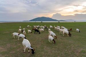 kudde van geiten wandelen in weide Bij zonsondergang, lopburi Thailand foto