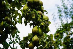 peren plantage in de oud land- De volgende naar Hamburg