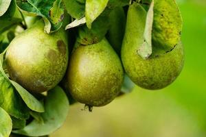 peren plantage in de oud land- De volgende naar Hamburg foto