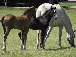 paarden en veulens foto