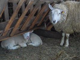 schapen in Westfalen foto