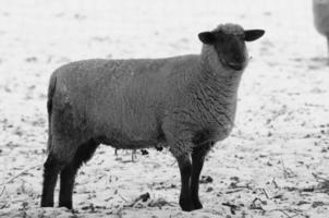 schapen Bij winter tijd foto