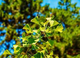 vers helder groen bladeren van ginkgo biloba. natuurlijk gebladerte structuur achtergrond. takken van een ginkgo boom in de botanisch tuin in nitraat in Slowakije. foto