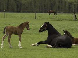 paarden in Westfalen foto