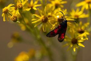 Burnet motten Aan een bloem detailopname foto