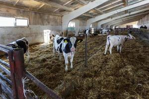 fokken koeien in vrij dier veeteelt. stal. vee koe boerderij. kudde van zwart wit koeien zijn op zoek Bij de camera met interesse. foto