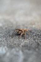 deze is een macro foto van een spin. spin macro foto, jumping spin foto, detailopname foto van spin.