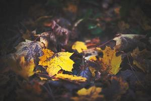 geel herfst blad Aan de grond foto