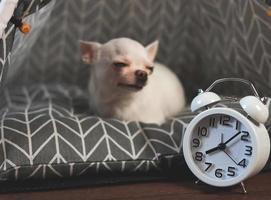 wit wijnoogst alarm klok in voorkant van slaperig wit kort haar- chihuahua hond Aan grijs matras. humeurig en slaperig hond niet willen naar wakker worden omhoog. selectief focus. foto