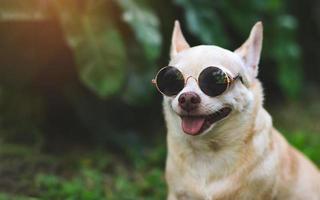 bruin kort haar- chihuahua hond vervelend zonnebril zittend Aan groen gras in de tuin. glimlachen met tong uit. foto