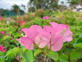 bloeiend bougainvillea bloemen achtergrond. helder bougainvillea bloemen net zo een bloemen achtergrond. foto