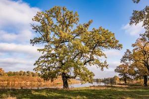 mooi landschap in eik bosje met onhandig takken in de buurt rivier- in goud herfst foto