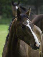 paarden in de Duitse münsterland foto