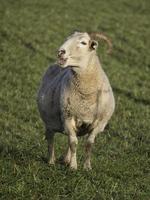 veel schapen in Westfalen foto