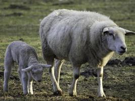 lammeren en schapen in Westfalen foto